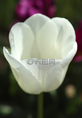 郁金香,花卉,鮮花