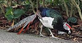 雉雞,鳥,自然