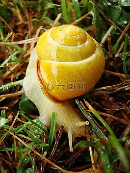 動(dòng)物,蝸牛,黃色