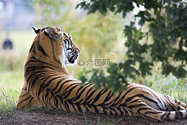 虎,野生動物,動物