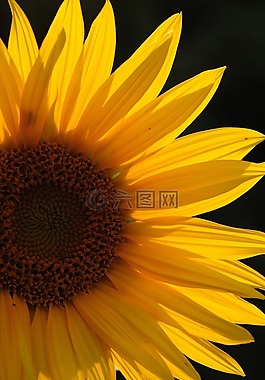 太陽花,蜜蜂,花