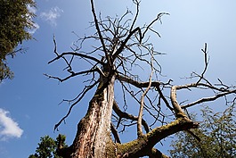 樹,死了的植物,死