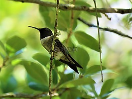 鳥,樹,側(cè)影