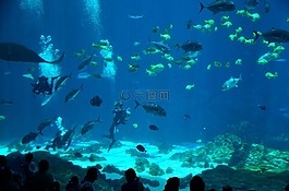 咸水,水族館,潛水員