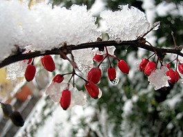 冬天,冰,雪