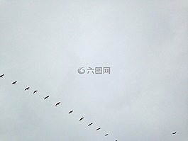 天空,云,鳥