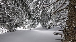 冬天,雪,弗羅斯特