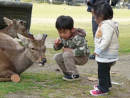 日本,奈良,花園