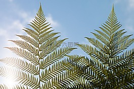 树蕨,巨大的,巨人
