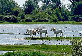 馬,水域,性質(zhì)