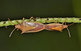 甲虫,甲虫，昆虫,蝽