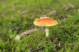 蘑菇,秋季,性質(zhì)