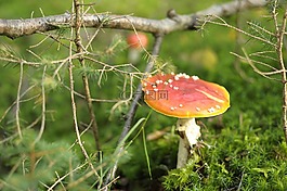 蘑菇,秋季,性質