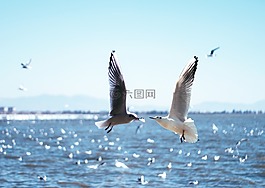 海鷗,自然,鳥類