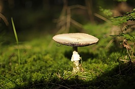 蘑菇,秋季,性質(zhì)