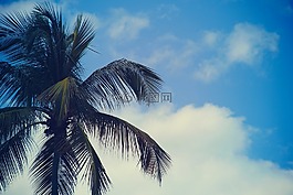 棕櫚樹,藍色,天空