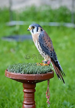 獵鷹,鳥,猛禽