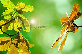 秋,葉子,多彩