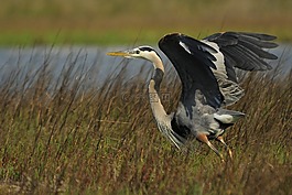 tricolored 鷺,野生動物,飛行
