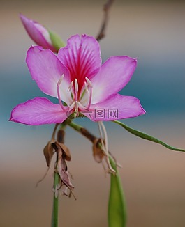洋紫荆,花,粉红色