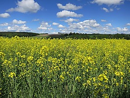 油菜籽場(chǎng),天空,云