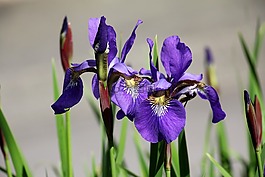 虹膜,鳶尾花,花