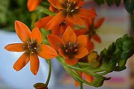 花,開花,橙