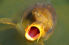 鯉魚,嘴,水