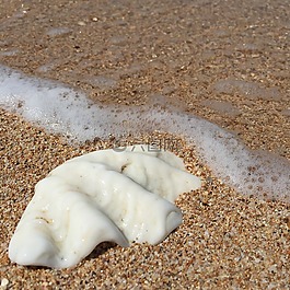 海灘,外殼,海洋