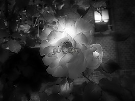 花,光,性質(zhì)