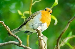 鳥(niǎo),飛行員,知更鳥(niǎo)