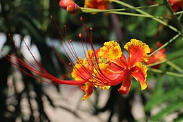 花,關(guān)閉,宏