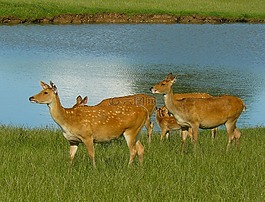 barashingha,鞭子,鹿