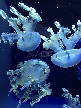 海洋,海蜇,藍(lán)色