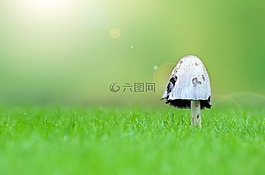 蘑菇,草,季節(jié)