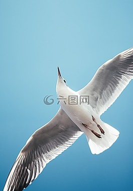 海鷗,自然,鳥類