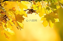 秋,樹,葉子