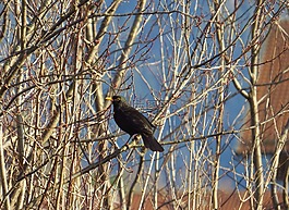 黑鳥,鳥類,鳥