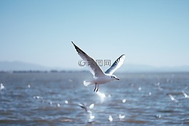 海鷗,自然,鳥類
