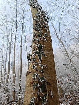 性質(zhì),常春藤,樹