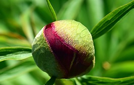 牡丹,芽,花