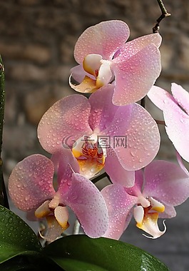 蘭花,花卉,美容