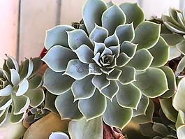 多汁,植物,仙人掌