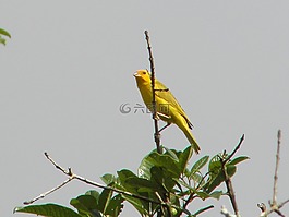 鳥,性質(zhì),動(dòng)物