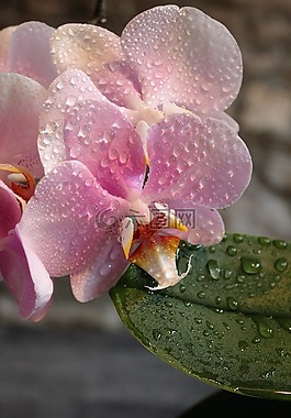 蘭花,鮮花,粉色