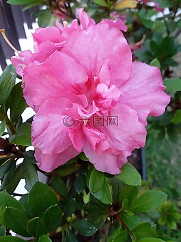 鮮花,植物,葉