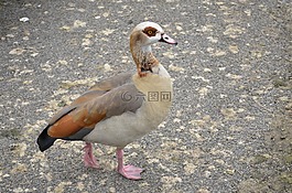 埃及鴨,動物,鳥