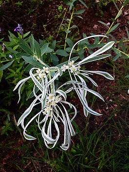 花,野花,雪在草原上