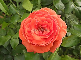 花卉,紅色,春