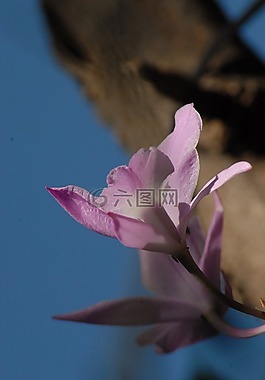 花,植物區(qū)系,紫色